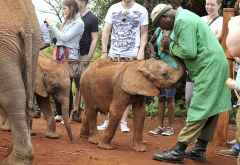 DSWT, die Pfleger beruhigen die Tiere durch sanftes Blasen in den Rüssel &copy; Foto: Svenja Penzel | Outback Africa