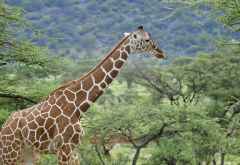 Samburu Game Reserve, Netzgiraffe &copy; Foto: Svenja Penzel | Outback Africa