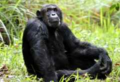 Schimpansentrekking im Mahale Nationalpark &copy; Foto: Marco Penzel | Outback Africa