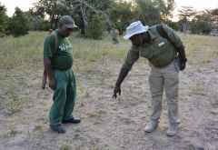 Rufiji River Camp, Pirschwanderung, Spurensucher im Fachgespräch &copy; Foto: Ulrike Pârvu | Outback Africa