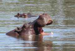 Flusspferde im Khwai River, Moremi &copy; Foto: Susanne Schlesinger | Outback Africa