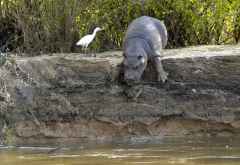 Selous Game Reserve, Flusspferdbaby &copy; Foto: Ulrike Pârvu | Outback Africa