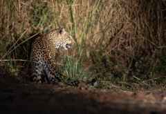 Nachtpirsch in Lower Zambezi: Leopard hat seine Beute verloren &copy; Foto: Marco Penzel | Outback Africa