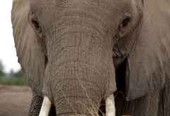 Elefantenportrait, Amboseli Nationalpark, Kenia © Foto: Judith Nasse | Outback Africa