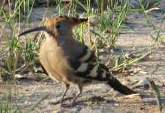 Afrikanischer Wiedehopf, Liwonde Nationalpark &copy; Foto: Susanne Schlesinger | Outback Africa