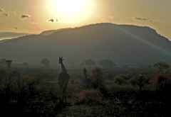 Mkomazi Nationalpark, Giraffen im Morgenlicht &copy; Foto: Svenja Penzel | Outback Africa