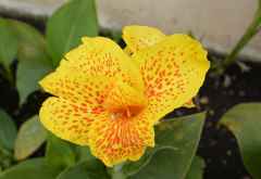 Meru View Lodge, Blumen im Garten &copy; Foto: S.Schlesinger | Outback Africa