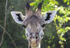 Giraffe im South Luangwa Nationalpark &copy; Foto: Susanne Schlesinger | Outback Africa