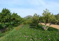 Babylonstoren Farm Hotel, Obstgarten &copy; Foto: Doreen Krausche | Outback Africa
