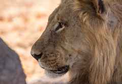 Löwe in South Luangwa &copy; Foto: Marco Penzel | Outback Africa