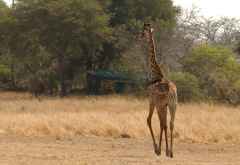 Giraffe vor einem Zelt im Katavi Wildlife Camp