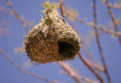 Nest eines Webervogels &copy; Foto: Doreen Schütze | Outback Africa