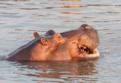 Flusspferd im Luangwa &copy; Foto: Marco Penzel | Outback Africa