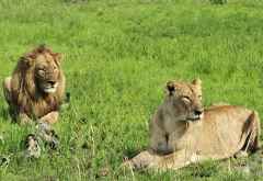 Löwen im Katavi Nationalpark &copy; Foto: Marco Penzel | Outback Africa