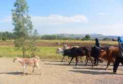 Kühe und Ziegen sind wertvoller Besitz im ländlichen Äthiopien &copy; Foto: René Schmidt | Outback Africa