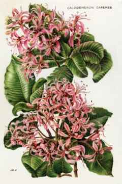 Calodendron Capense, gemalt von Joy Adamson &copy; Foto: Nature in Art Trust, UK