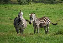 Zebras in der kleinen Serengeti, Arusha Nationalpark © Foto: S. Schlesinger