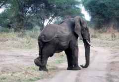 Elefantenbulle im Tarangire Nationalpark &copy; Foto: Ulrike Pârvu | Outback Africa Erlebnisreisen