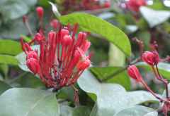 Meru View Lodge, Blumen im Garten &copy; Foto: S.Schlesinger | Outback Africa