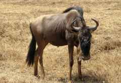 Gnu im Ngorongorokrater &copy; Foto: S.Schlesinger