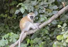 Meerkatze am Lake Duluti &copy; Foto: Susanne Schlesinger | Outback Africa