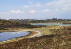 Momellaseen in der Trockenzeit, Arusha Nationalpark © Foto: S. Schlesinger