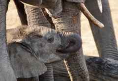 Elefant am Pool des Somalisa Expeditions Camps &copy; Foto: Renate Kausen | Maik Riede