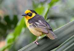 Lake Naivasha, Maskenwebervogel &copy; Foto: Bernd Gerlach