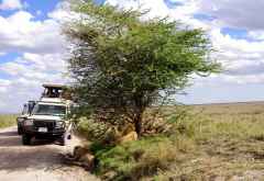 Löwensichtung auf einer Pirschfahrt in den Namiri Plains &copy; Foto: Judith Nasse | Outback Africa Erlebnisreisen