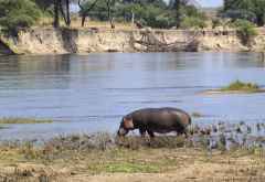 Ruaha River Lodge, Flusspferd nahe der Lodge &copy; Foto: Ulrike Pârvu | Outback Africa