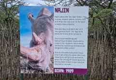 Schild für Nashorn Najin, Ol Pejeta Schutzgebiet © Foto: Jacqueline Korb | Outback Africa Erlebnisreisen