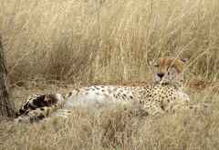 Gepard in der Serengeti &copy; Foto: S.Schlesinger