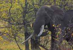 Elefant im Krüger Nationalpark &copy; Foto: Doreen Schütze | Outback Africa
