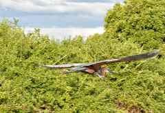 Selous Game Reserve, Goliathreiher im Flug &copy; Foto: Ulrike Pârvu | Outback Africa Erlebnisreisen