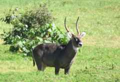 Wasserbock in der kleinen Serengeti, Arusha Nationalpark © Foto: S. Schlesinger