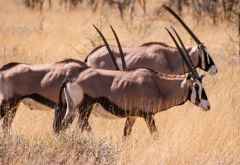 Oryxantilopen im Etosha Nationalpark © Foto: Doreen Schütze | Outback Africa