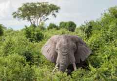 Elefant im Ishasha-Sektor, Queen Elizabeth Nationalpark &copy; Foto: Marco Penzel | Outback Africa