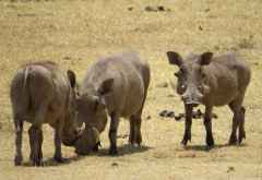 Warzenschweine, Ngorongorokrater &copy; Foto: S.Schlesinger