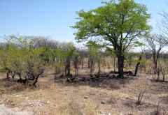 Trotz Trockenheit sind die Bäume grün, Etosha Nationalpark &copy; Foto: Susanne Schlesinger | Outback Africa