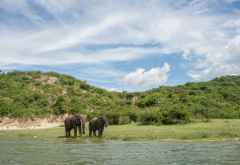 Elefanten am Ufer des kazinga-Kanals, Queen Elizabeth Nationalpa &copy; Foto: Marco Penzel | Outback Africa