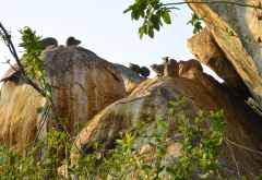 Ruaha River Lodge, Klippschliefer auf den Felsen nahe der Lodge &copy; Foto: Ulrike Pârvu | Outback Africa