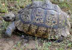 Landschildkröte, Mkuzi Wildreservat &copy; Foto: Doreen Schütze | Outback Africa