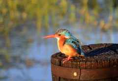 Malachit-Eisvogel, Hunda Island, Okavango-Delta &copy; Foto: Ulrike Pârvu | Outback Africa