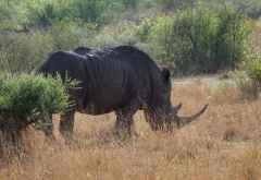 Pirschfahrt im Pilanesberg Nationalpark, Breitmaulnashorn &copy; Foto: Jens Döring | Outback Africa