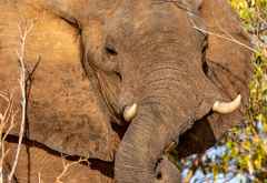 Elefant am Ufer des Kariba-Sees © Foto: Marco Penzel | Outback Africa