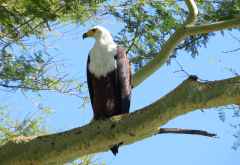 Schreiseeadler am Shire-Fluss, Liwonde Nationalpark &copy; Foto: Susanne Schlesinger | Outback Africa