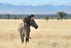 Grevy-Zebra im Shaba Naturreservat &copy; Foto: Marco Penzel | Outback Africa