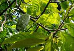 Kakaofrucht am Baum &copy; Foto: Marco Penzel | Outback Africa