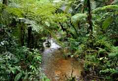 Riesige Farne und eine faszinierende Landschaft in Bwindi. &copy; Foto: Svenja Penzel | Outback Africa