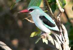 Eisvogel (Woodland Kingfisher) im South Luangwa Nationalpark. &copy; Foto: Rosi Korn